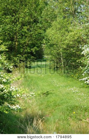 Waldweg
