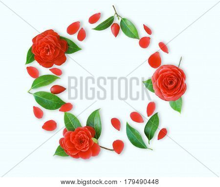 Frame of red Camellia flowers leaves and red petals on light cyan background. Flat lay top view. Frame of spring flowers. Isoleted. Camellia brooch sticker patch