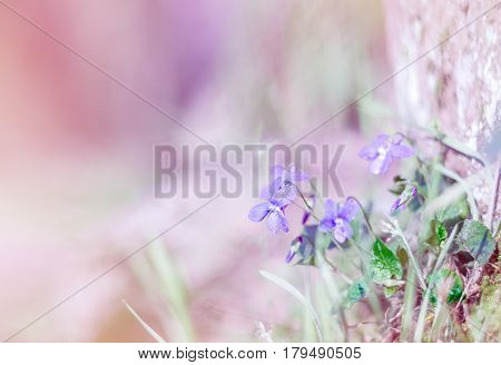 Viola odorata. It is also known as Sweet Violet or English Violet. Spring flowers backgraund.