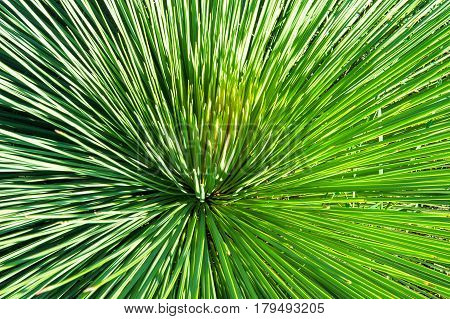 Long Spiky Leaves Of Xanthorrhoea Plant