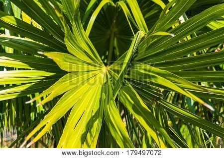 Green Leaf Of Tropical Plant