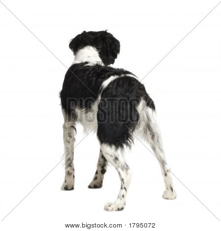 Epagneul Breton ( 4 Years )