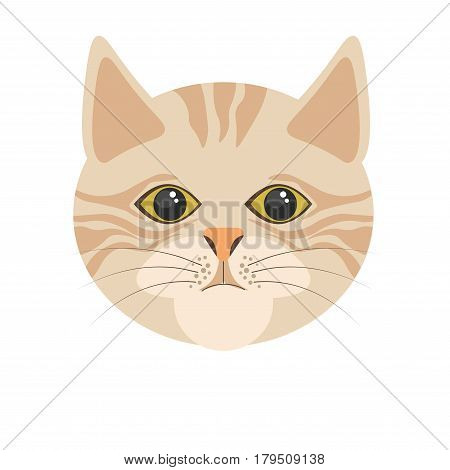 Burmilla cat in light color portrait in flat design on white. Isolated head of domestic animal with stripes, human-shaped eyes, triangular ears and black whiskers vector colorful illustration