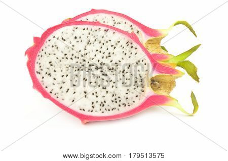 Polyrhizus isolated on a white background cutout