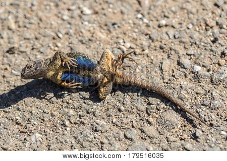 Western Fence Lizard (Sceloporus occidentalis) plays dead to stay alive. Defense tactic of an adult male, after got caught and turned loose. Santa Clara County, California, USA.
