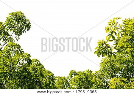 Green Leafs Foreground on white background isolated