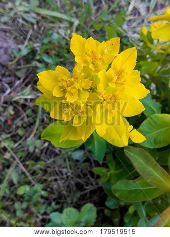 Yellow  Euphorbia Multiflorous In The Meadow
