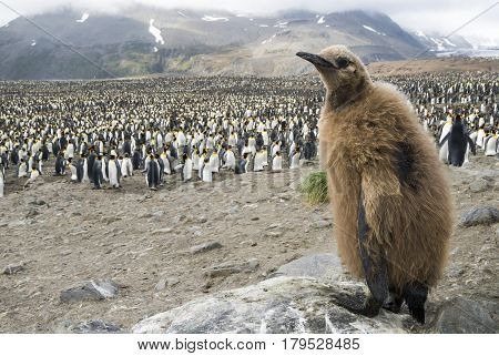 Fluffy King penguin chicks at South Georgia