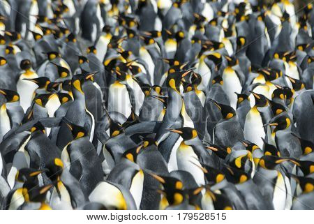 Huge King penguins colony at South Georgia