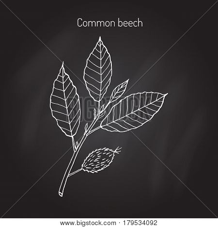 Beech branch with leaves and fruits. Hand drawn botanical vector illustration