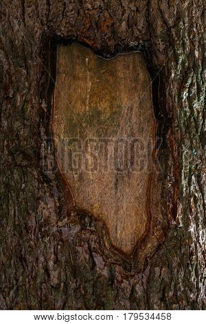 Tree trunk background. Wood texture and background. Abstract background and texture for designers. Pine bark texture. Macro view of pine tree background.