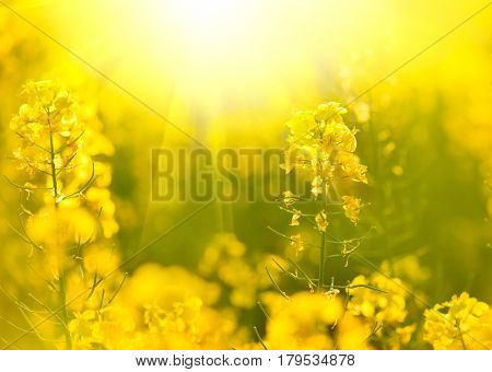 Blooming canola flowers close up. Rape on the field in summer. Bright Yellow rapeseed oil. Flowering rapeseed. Colza.