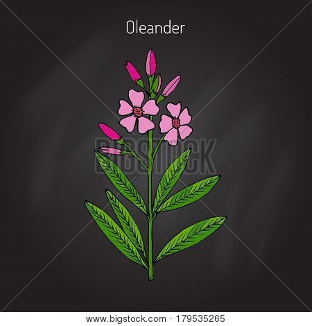 Oleander Nerium oleander , Rose bay, medicinal plant. Hand drawn botanical vector illustration