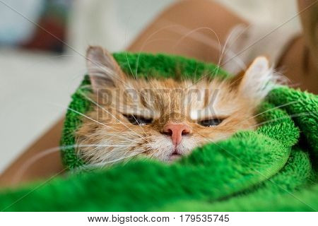 Cute ginger cat after a bath, funny little demon