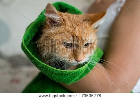Cute ginger cat after a bath, funny little demon