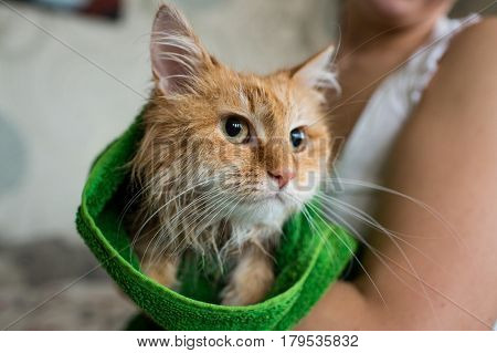 Cute ginger cat after a bath, funny little demon