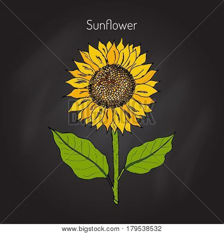 sunflower Helianthus annuus . Hand drawn botanical vector illustration