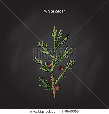 White cedar, thuja occidentalis. Hand drawn botanical vector illustration