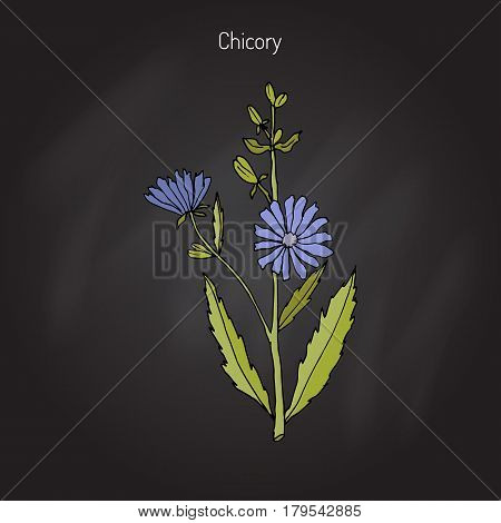 Chicory Cichorium Intybus . Hand drawn botanical vector illustration