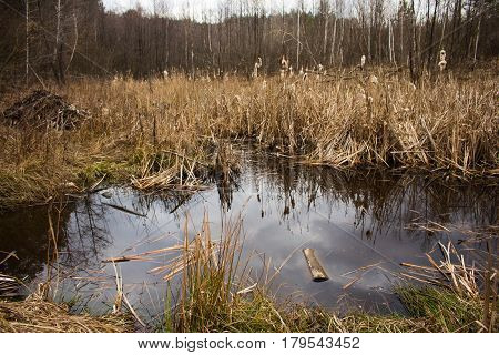 Pond where beavers live, the city of Irpen, the Kiev region
