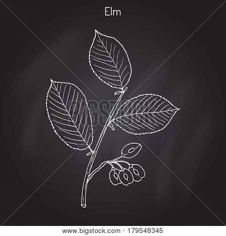 Field Elm Ulmus minor . Hand drawn botanical vector illustration