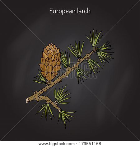 Larch Larix decidua branch with cone. Hand drawn botanical vector illustration