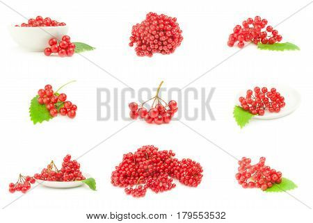 Collage of viburnum berries  close-up isolated on white background