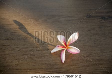 Plumeria or Frangipani or Templetree Flowers on wooden table with lighting of sun at morning time