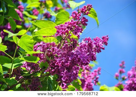 Close-up of pink blooming lilac branch at botanical garden and blue sky Kyiv Ukraine.