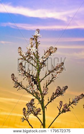 Asphodel flowers and Plant against the sky at  sunset