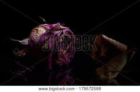 A dried rose, a flower on a black background and a reflective surface symbolizes that the aging of a living organism is not avoidable