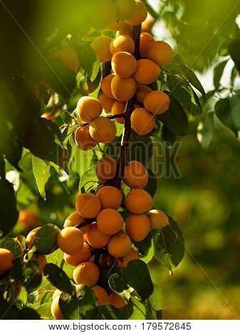 Apricot tree during fruiting, season of ripening