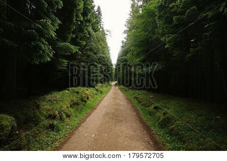 Road in the forest, Perthshire, Scottish Highlands