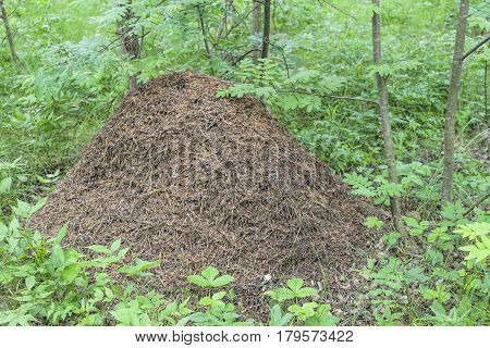 Big anthill in the woods in summer