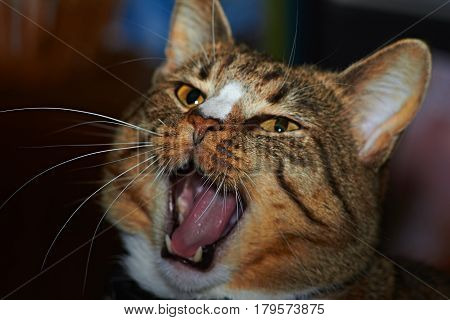 Portrait of a beloved cat who sings spring songs
