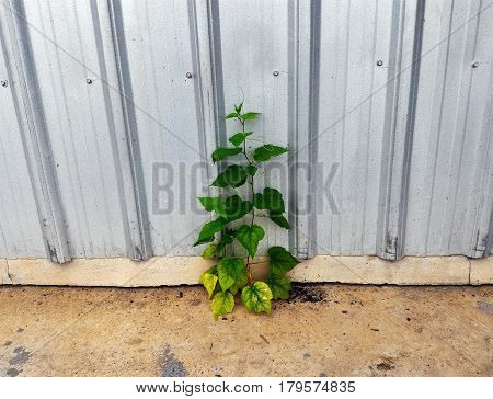 little tree in front of metal wall