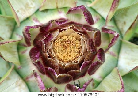 Abstract detail - macro - of the flowering houseleek
