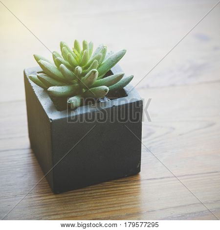 Jelly bean plant on table (sedum rubrotinctum)
