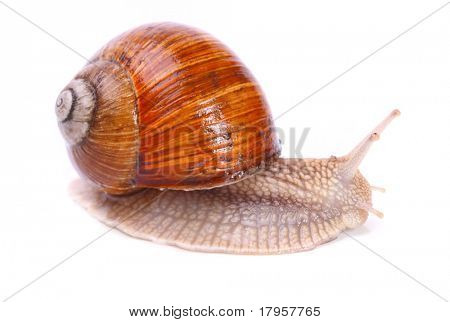 Haven sneglen (Helix aspersa) snegle giver en let høstede kilde til protein for at mange mennesker aro