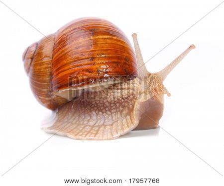 Haven sneglen (Helix aspersa) snegle giver en let høstede kilde til protein for at mange mennesker aro