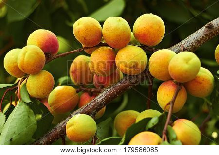 Apricot tree during the ripening of fruits in a summer sunny day