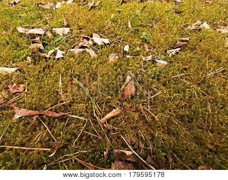 Old Yellow Leaves Fallen On Dry Moss.dry Small Plants Of Moss, Dry Pine Needles And Dry Oak Leaves.