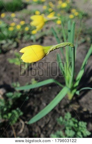 One yellow Narcissus flower prior to opening emerging from spathe.