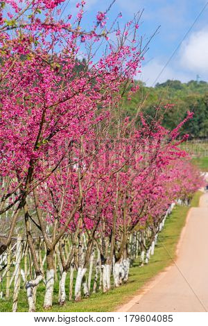Blooming sakura tree along the beautiful road in Doi Ang Khang National Park, Northern Thailand.