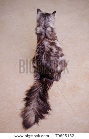 Maine Coon. The largest cat. Portrait of grey big cat main coon at home. Close up of handsome adult maine coon on blur background.