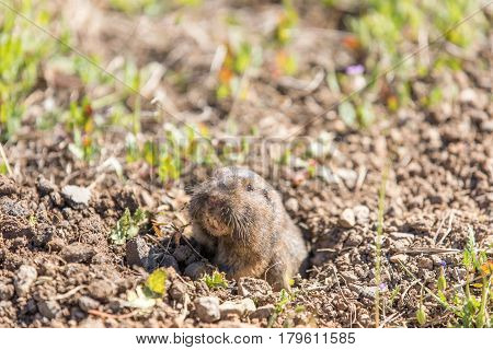 Botta's Pocket Gopher - Thomomys bottae, peeking out from its burrow. Santa Clara County, California, USA.
