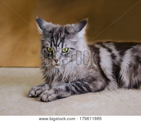 Maine Coon. The largest cat. Portrait of grey big cat main coon at home. Close up of handsome adult maine coon on blur background.