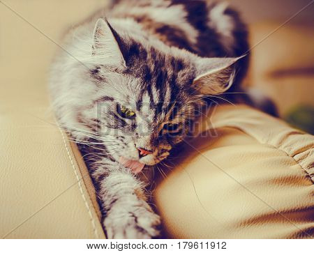 Maine Coon. The largest cat. Portrait of grey big cat main coon at home. Close up of handsome adult maine coon washes itself on a blur background.