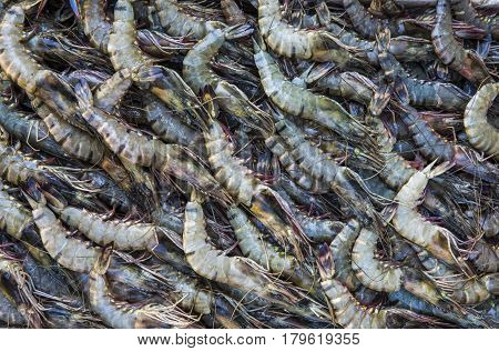 Prawns For Sale At Old Dubai Fish Market