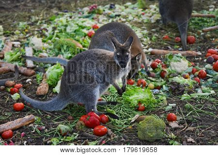 Kangaroo eating vegetables and bread in a zoo